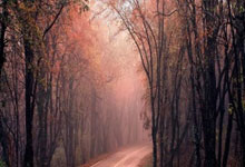 哪里能看乒乓球直播在线直播？这些精彩看点别错过！